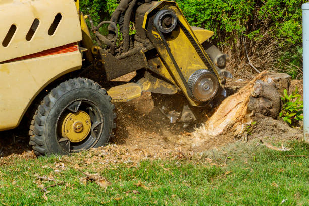 Tree Health Inspection in Five Points, NC